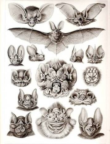 1 Ernst Haeckel. Chiroptera 1904. In Kunstformen der Natur plate 67