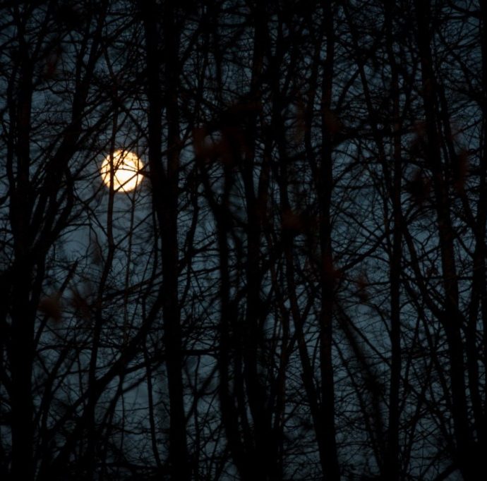 la luna nel bosco 06